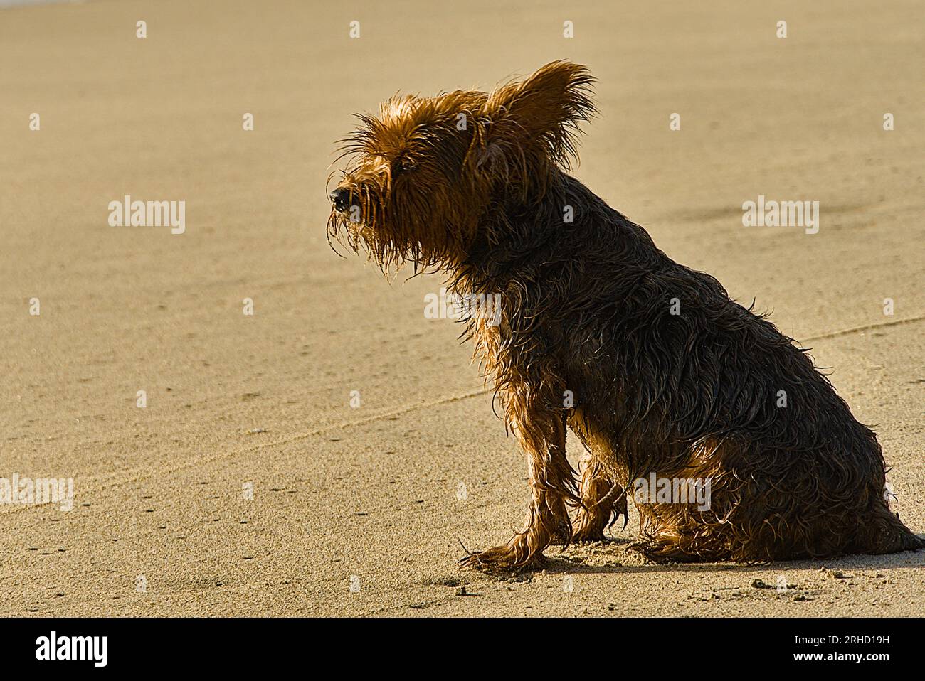 Wet little terrier sit at sand beach in Half Moon Bay. Stock Photo