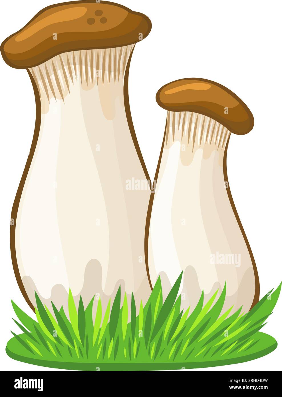 King oyster mushroom vector image without background Stock Vector Image