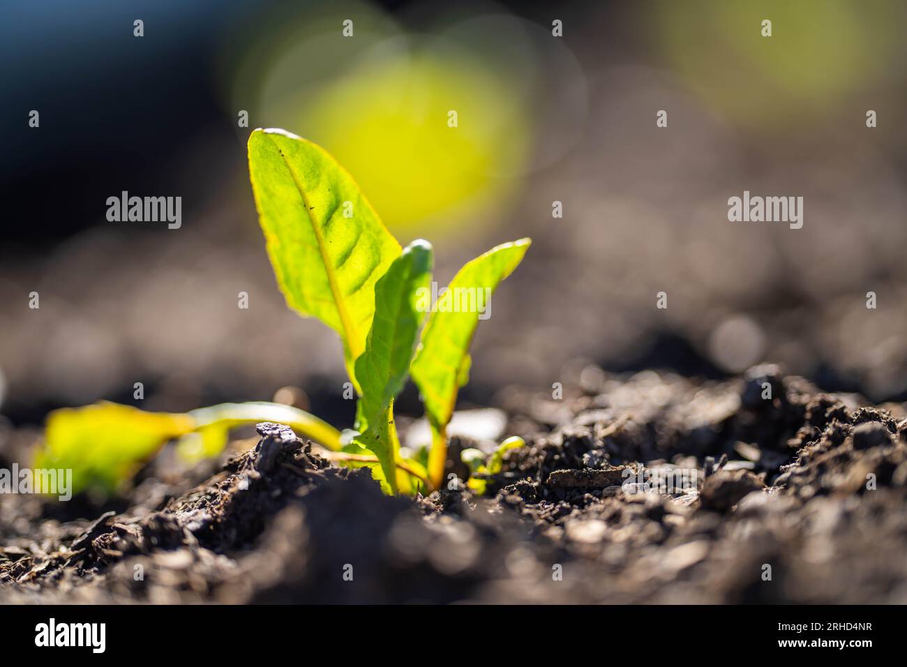 spinach beet seedling plant growing in a garden in australia in spring