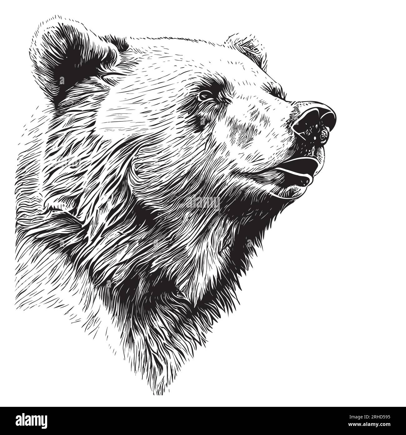 Animal bear face hand drawn sketch realistic Vector Stock Vector Image