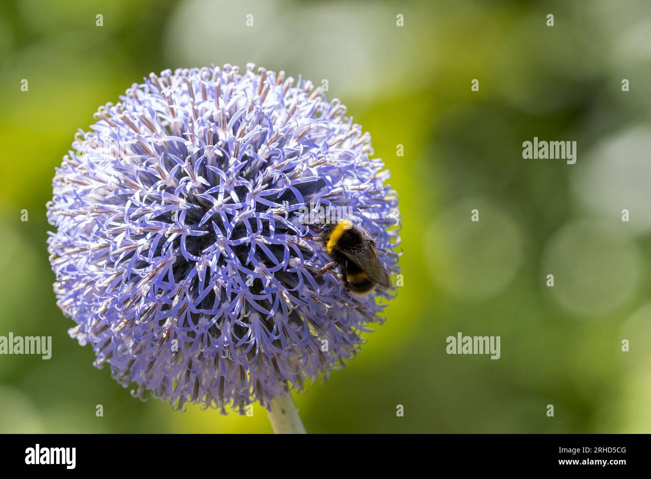 Bumble bee on Alium flower Stock Photo