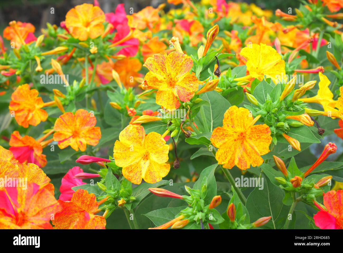 Mirabilis jalapa, marvel of Peru, four o’clock flower, growing in a garden, Szigethalom, Hungary Stock Photo