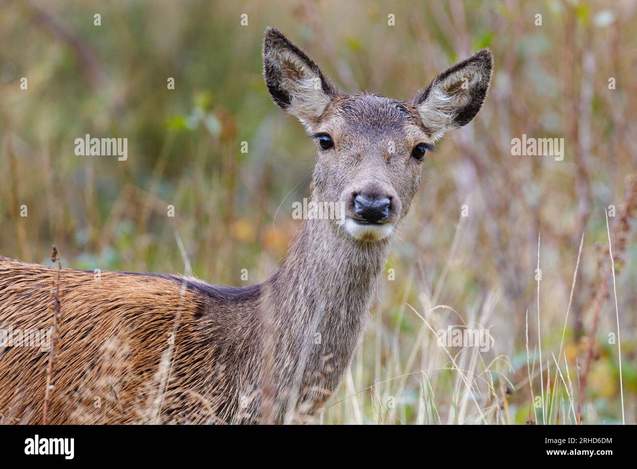 Red Deer hind [ Cervus elaphus ] amongst scrubby grasses Stock Photo ...