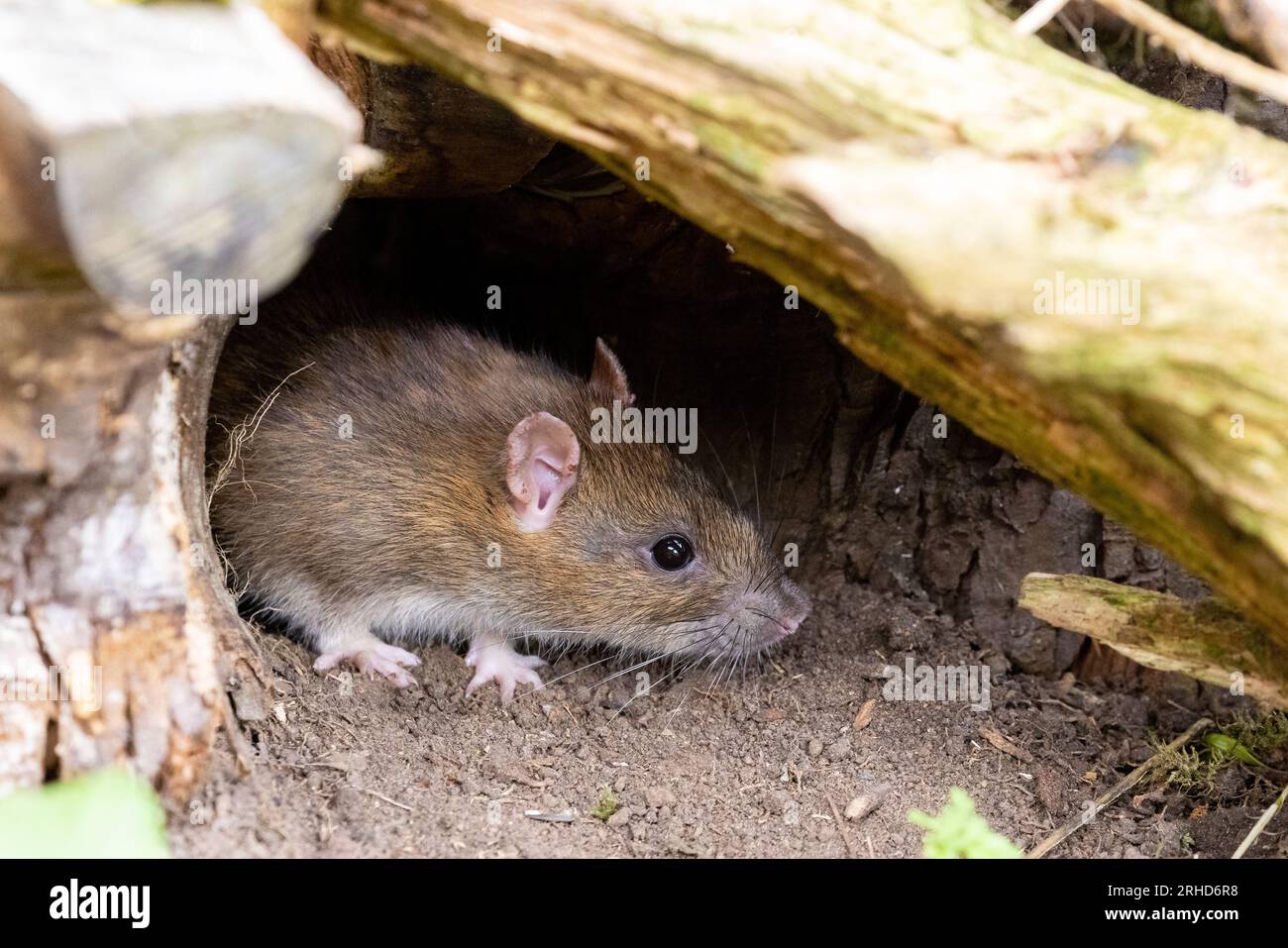 Brown Rat [ Rattus norvegicus ] in gap in log pile Stock Photo - Alamy