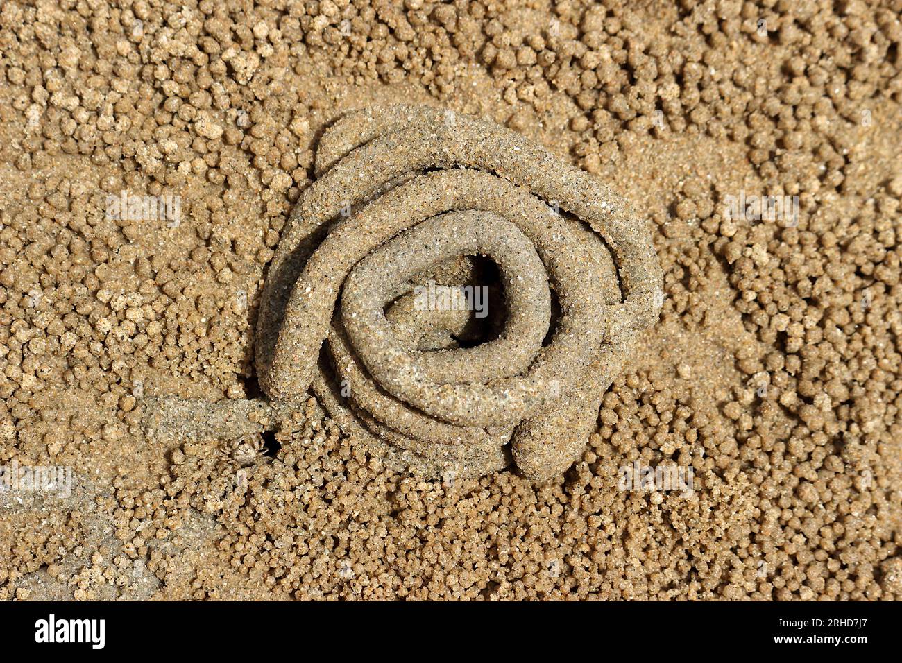 The dung of sea worms roll in a circle on the sand. There are small