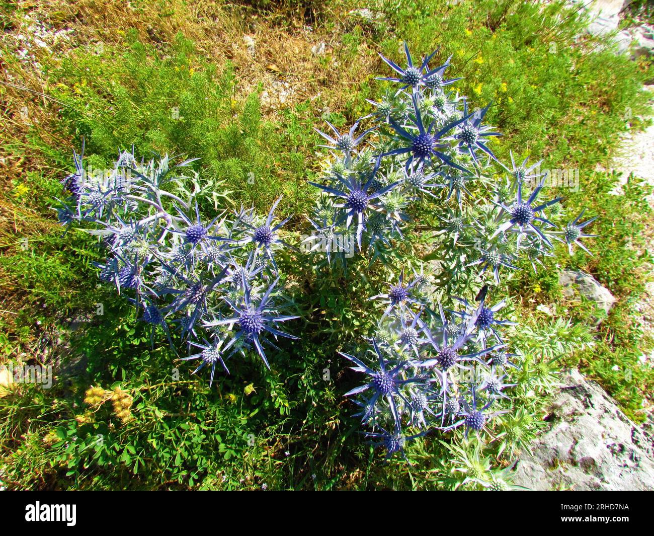Blue amethyst eryngo (Eryngium amethystinum) flower Stock Photo