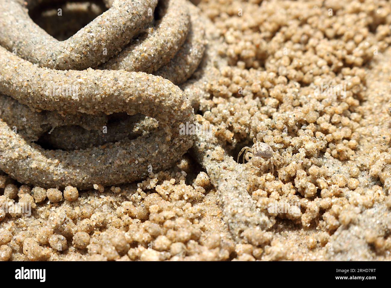 The dung of sea worms roll in a circle on the sand. There are small