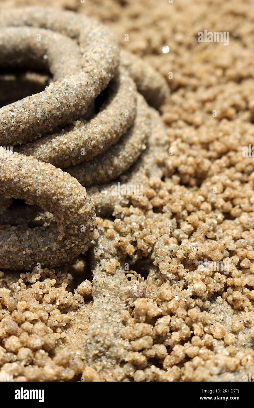 The dung of sea worms roll in a circle on the sand. There are small