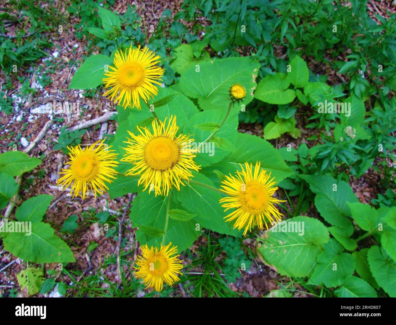Yellow ox-eye daisy (Telekia speciosa) flowers Stock Photo