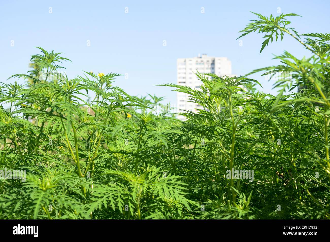 Thickets of American common ragweed against blue clear sky. Dangerous