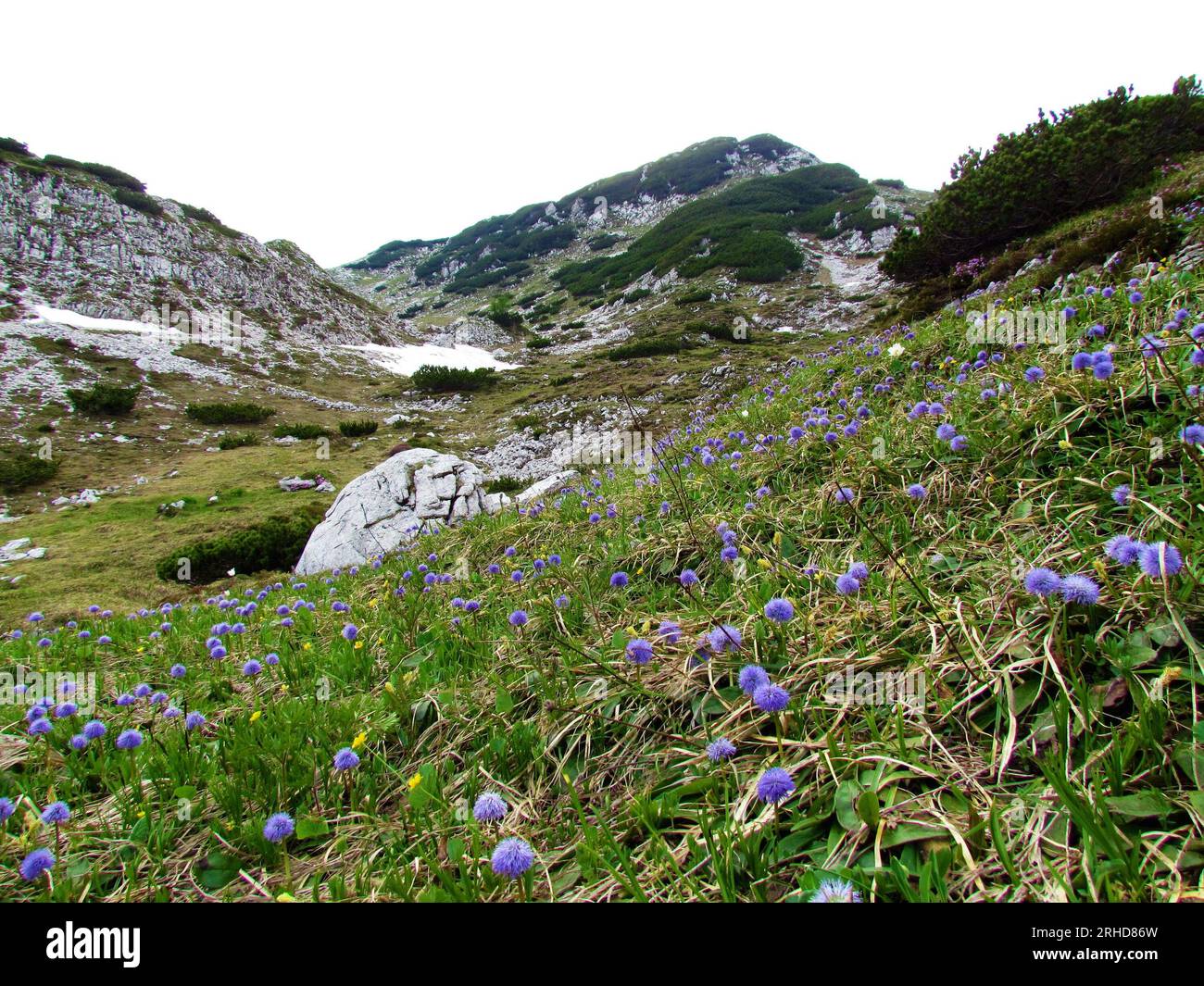 Alpine landscape in Julian alps and Triglav national park, Slovenia with purple heart-leaved globe daisy (Globularia cordifolia) flowers covering thr Stock Photo