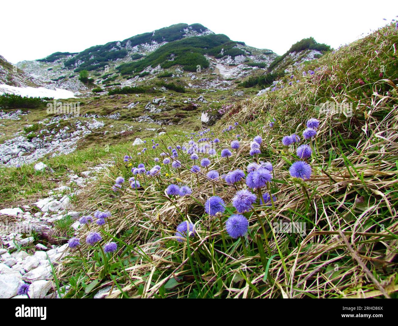 Alpine landscape in Julian alps and Triglav national park, Slovenia with purple heart-leaved globe daisy (Globularia cordifolia) flowers covering thr Stock Photo