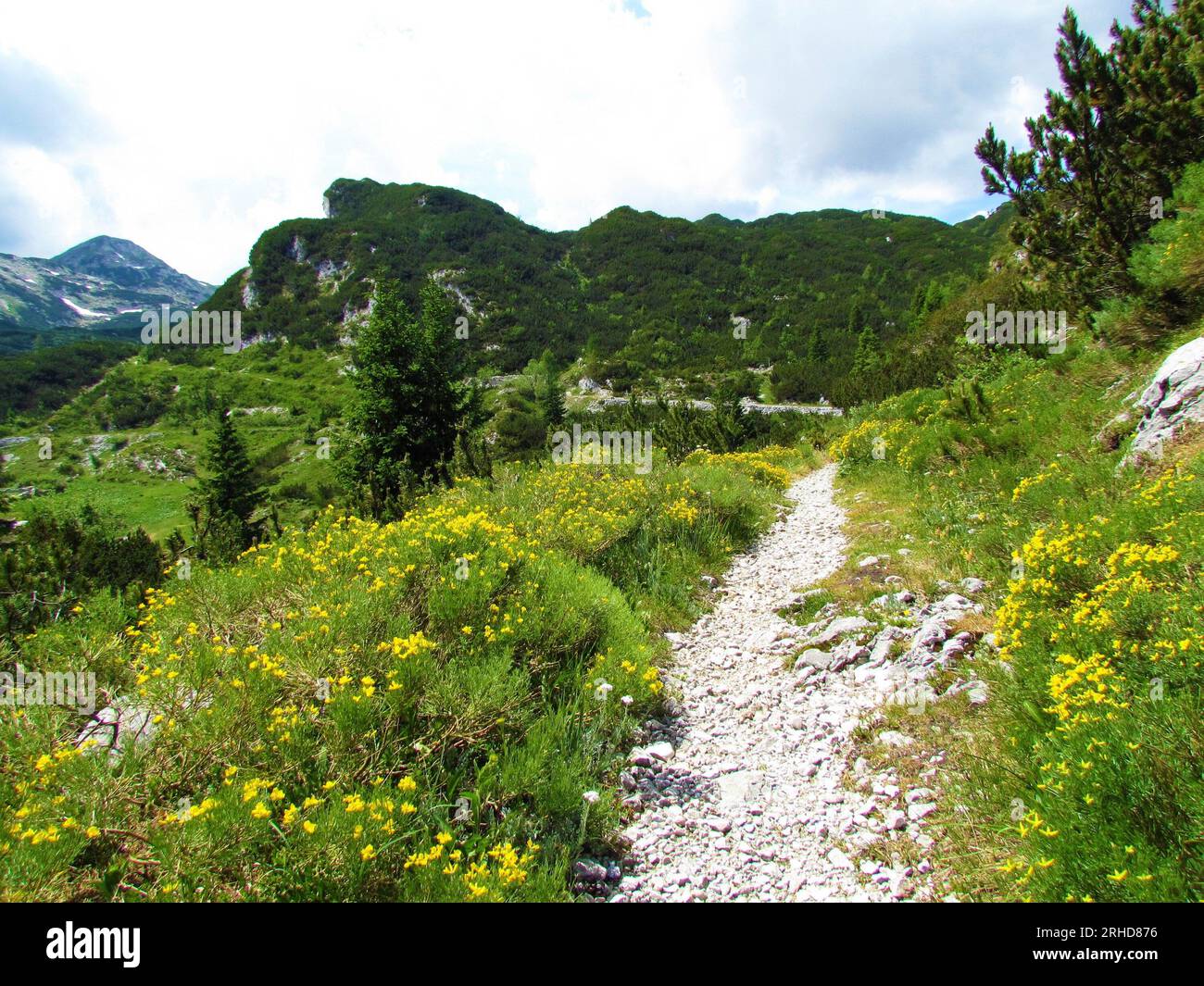 Hiking trail leading through alpine landscape with yellow Genista radiata flowers in Julian alps and Triglav national park, Slovenia Stock Photo