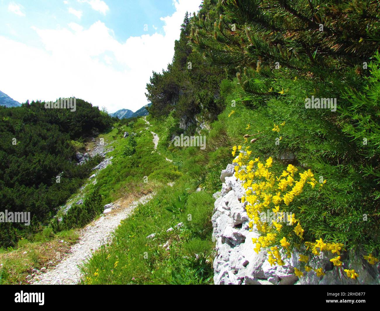 Hiking trail leading through alpine landscape with bright yellow Genista radiata flowers and mugo pine bush in Julian alps and Triglav national park, Stock Photo