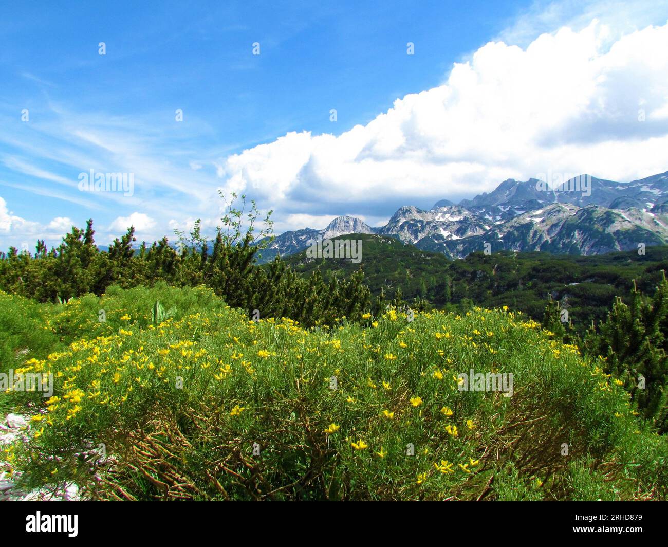 Yellow Genista radiata flowers and mountains of the Julian alps in Triglav national park, Slovenia Stock Photo