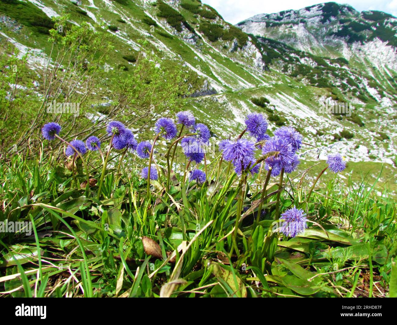 Purple heart-leaved globe daisy (Globularia cordifolia) flowers with alpine landscape in the background in Julian alps and Triglav national park, Slov Stock Photo