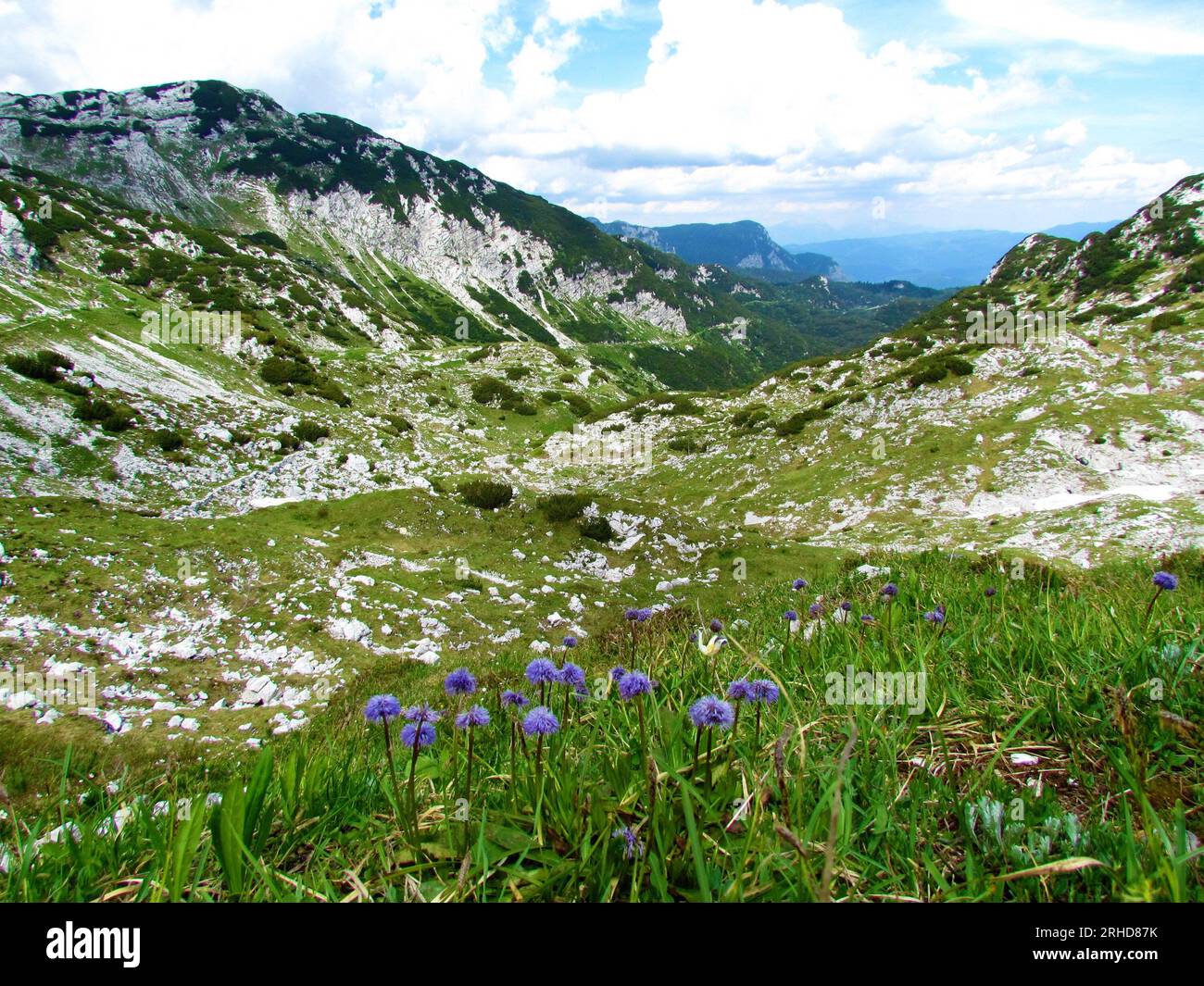 Beautiful alpine valley in Julian alps and Triglav national park, Slovenia and purple heart-leaved globe daisy (Globularia cordifolia) flowers Stock Photo