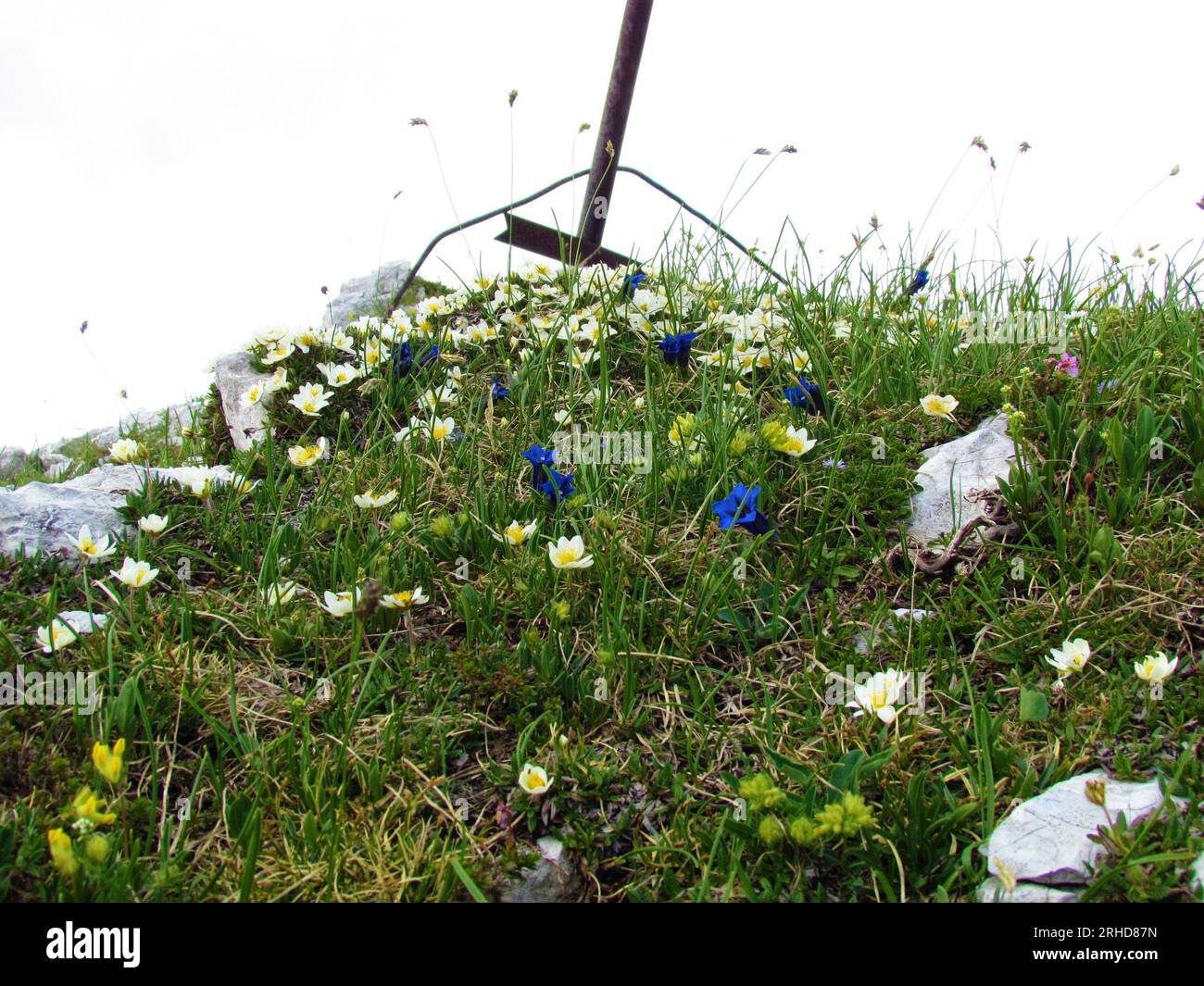 Alpine wild garden with white mountain avens (Dryas octopetala) and blue Clusius' gentian (Gentiana clusii) flowers and a cross above Stock Photo