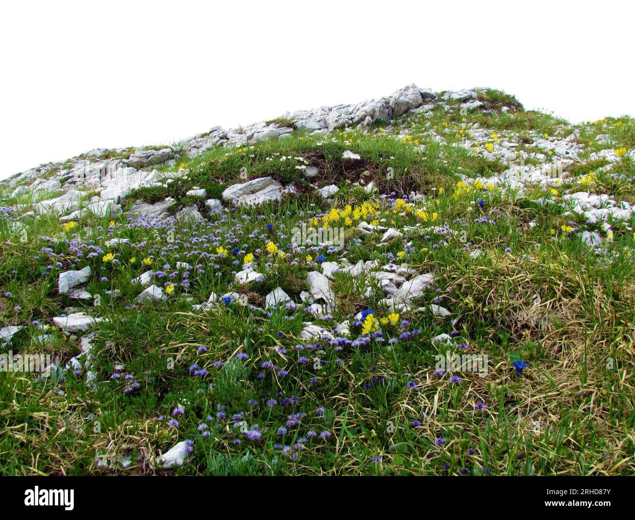 Colorful alpine wild garden with yellow common kidney vetch (Anthyllis vulneraria) and purple heart-leaved globe daisy (Globularia cordifolia) in Juli Stock Photo