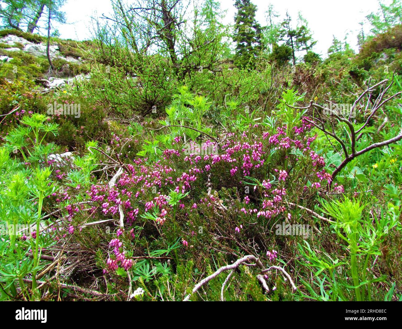 Pink winter heath (Erica carnea) flowers and other bright green spring plants Stock Photo