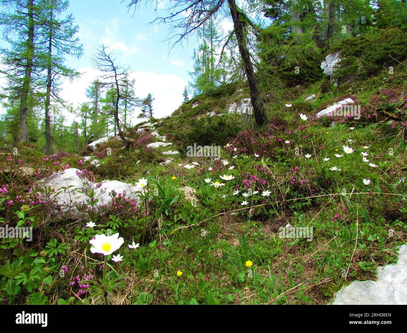Colorful alpine landscape with white blooming alpine pasqueflower (Pulsatilla alpina) and pink winter heath (Erica carnea) in Julian alps and Triglav Stock Photo