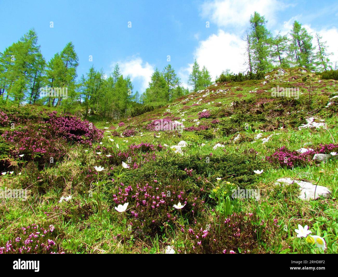 Colorful slope with pink winter heath (Erica carnea) and white alpine pasqueflower (Pulsatilla alpina) flowers and larch trees on the background in Ju Stock Photo