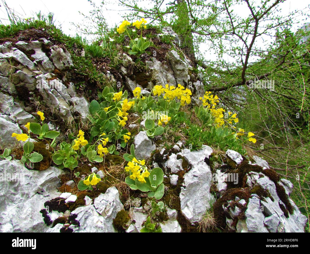 Rock covered in yellow blooming auricula (Primula auricula) flowers Stock Photo