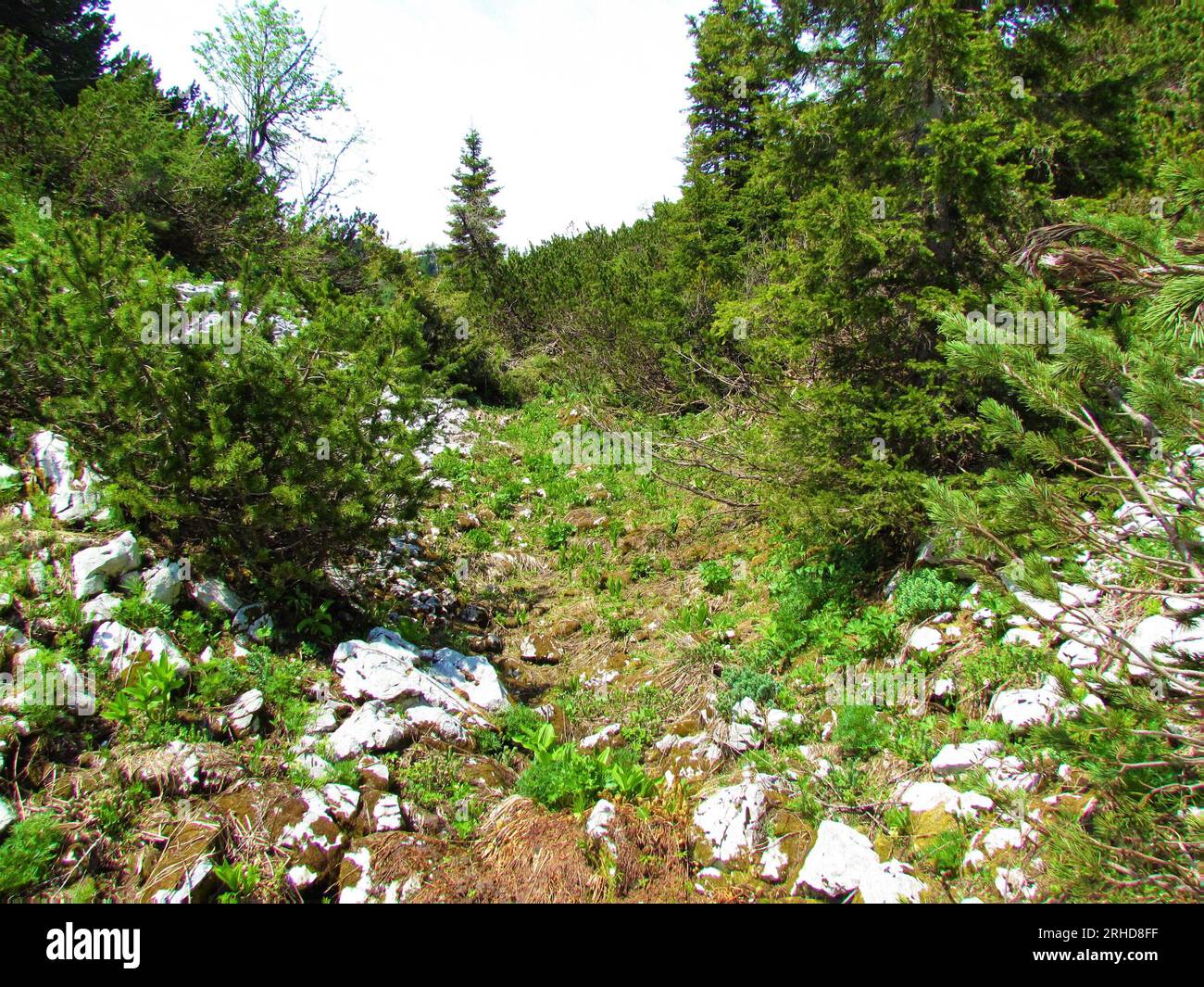 Small clearing in mugo pine alpine vegetation with lush bright green spring plants Stock Photo