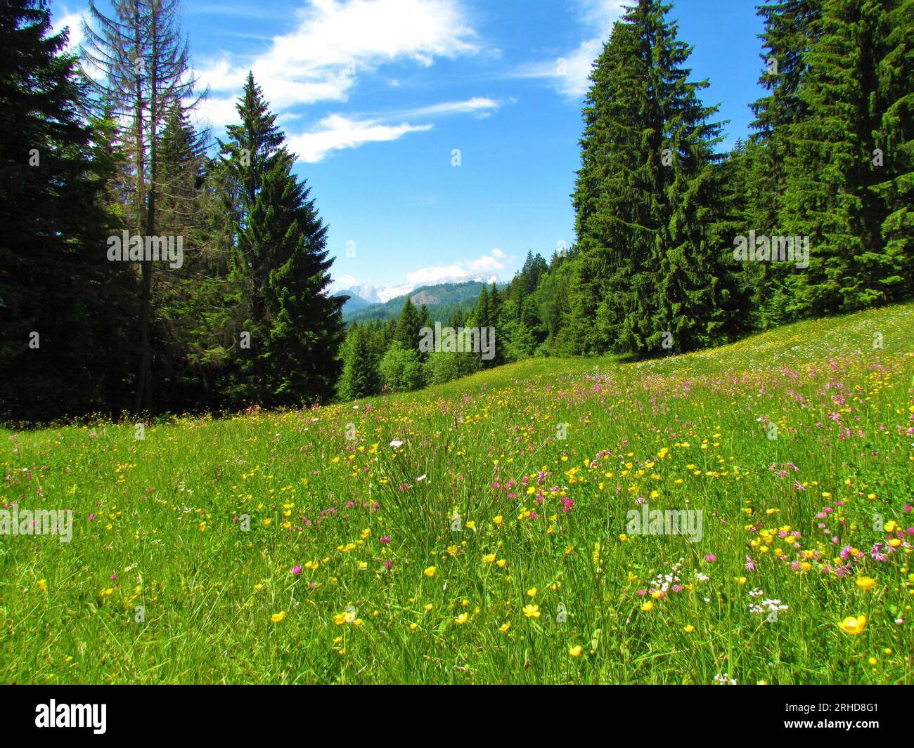 Meadow with pink blooming ragged-robin (Silene flos-cuculi) flowers and tall spruce trees on the side in Gorenjska, Slovenia Stock Photo