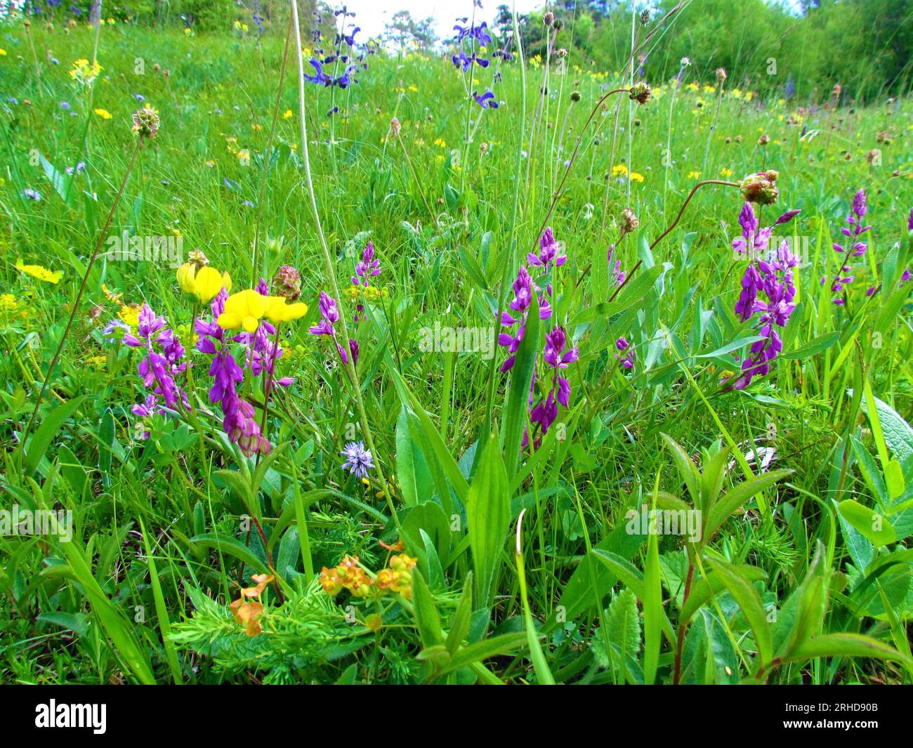 Pink blooming common milkwort (Polygala vulgaris) flowers in grass Stock Photo