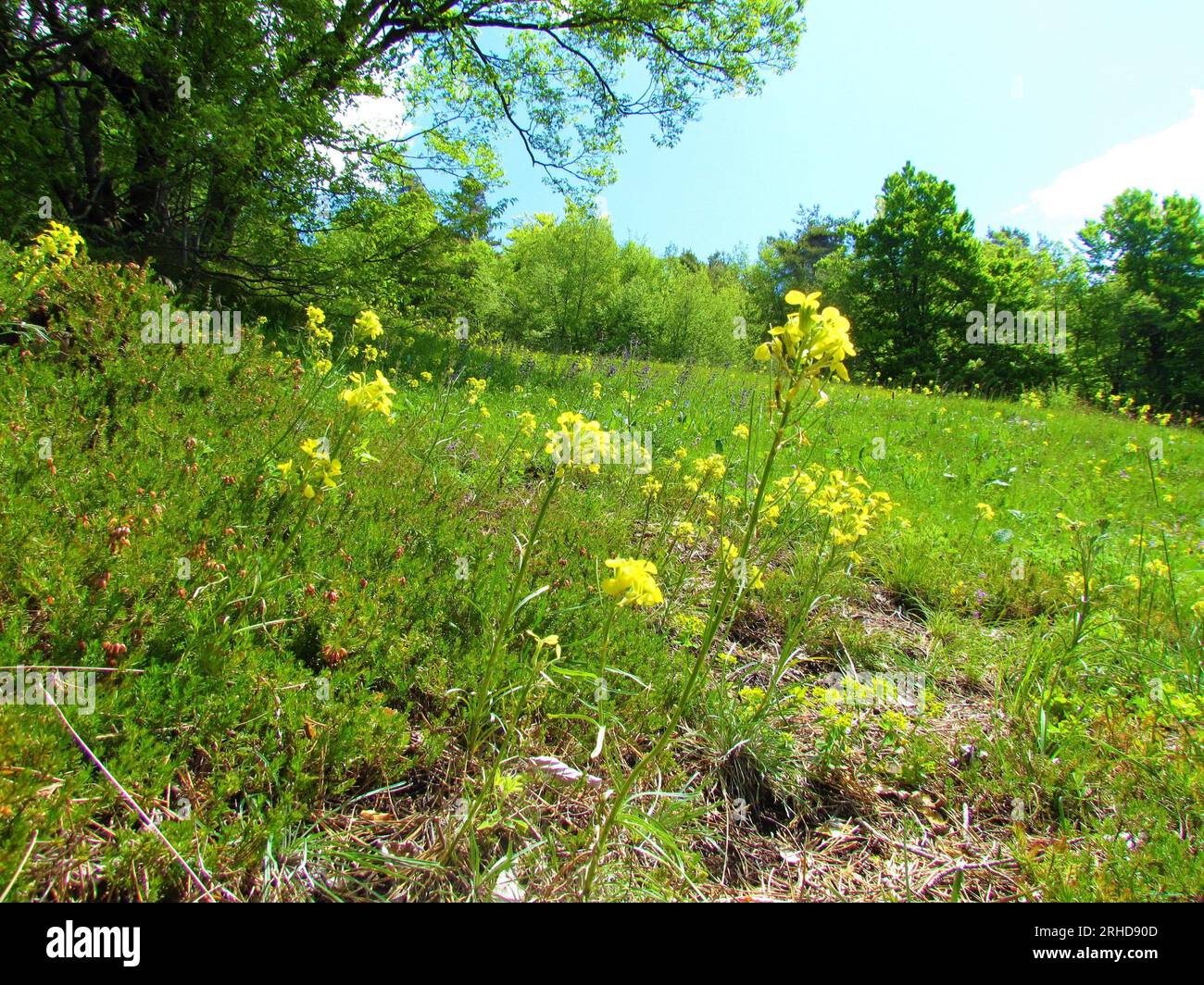Yellow Erysimum rhaeticum flowers on a meadow and forest behind Stock Photo