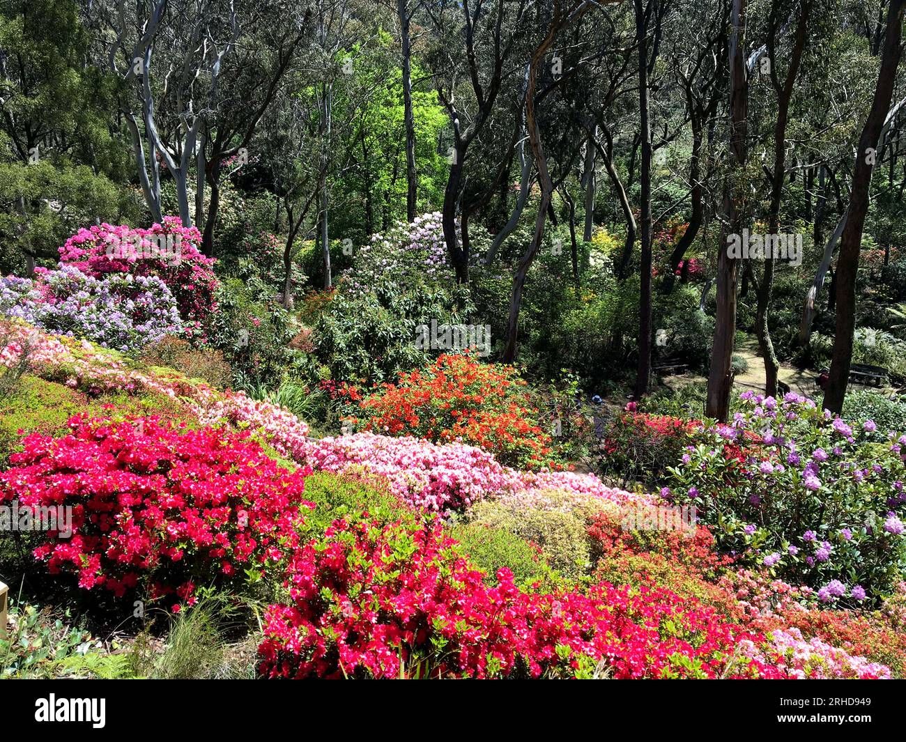Campbell Rhododendron Gardens with native vegetation in Blackheath, Blue Mountains, NSW Stock Photo