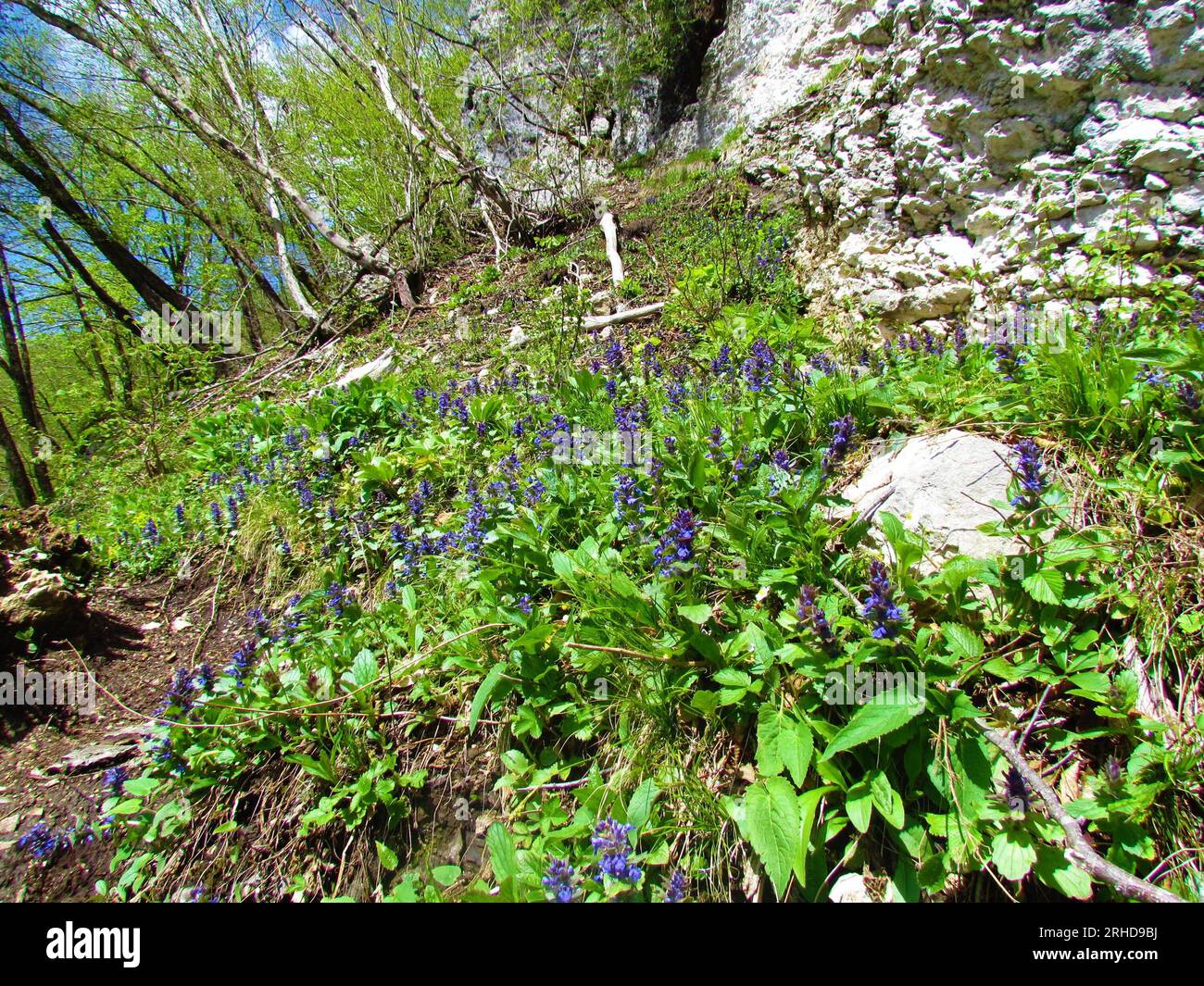 Patch of blue bugle (Ajuga genevensis) flowers in forest Stock Photo