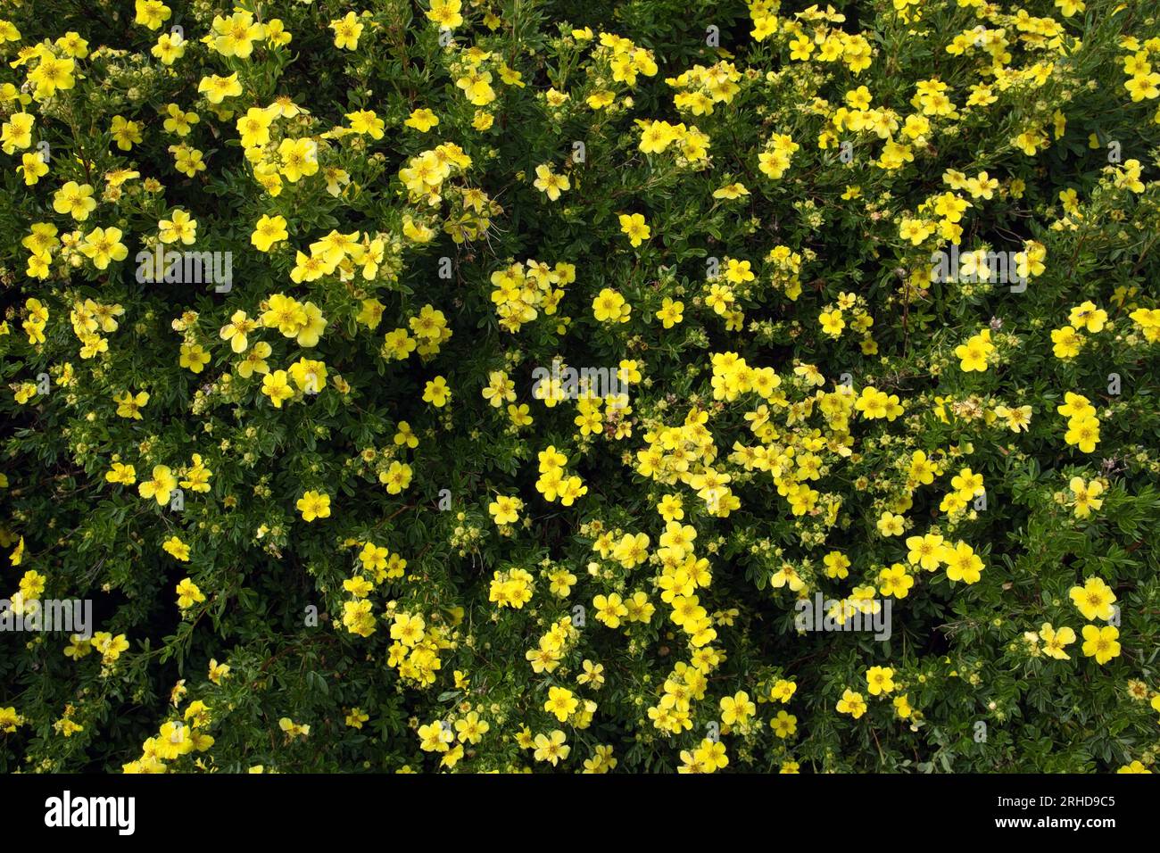 potentilla, yellow flowering shrub blooming Stock Photo