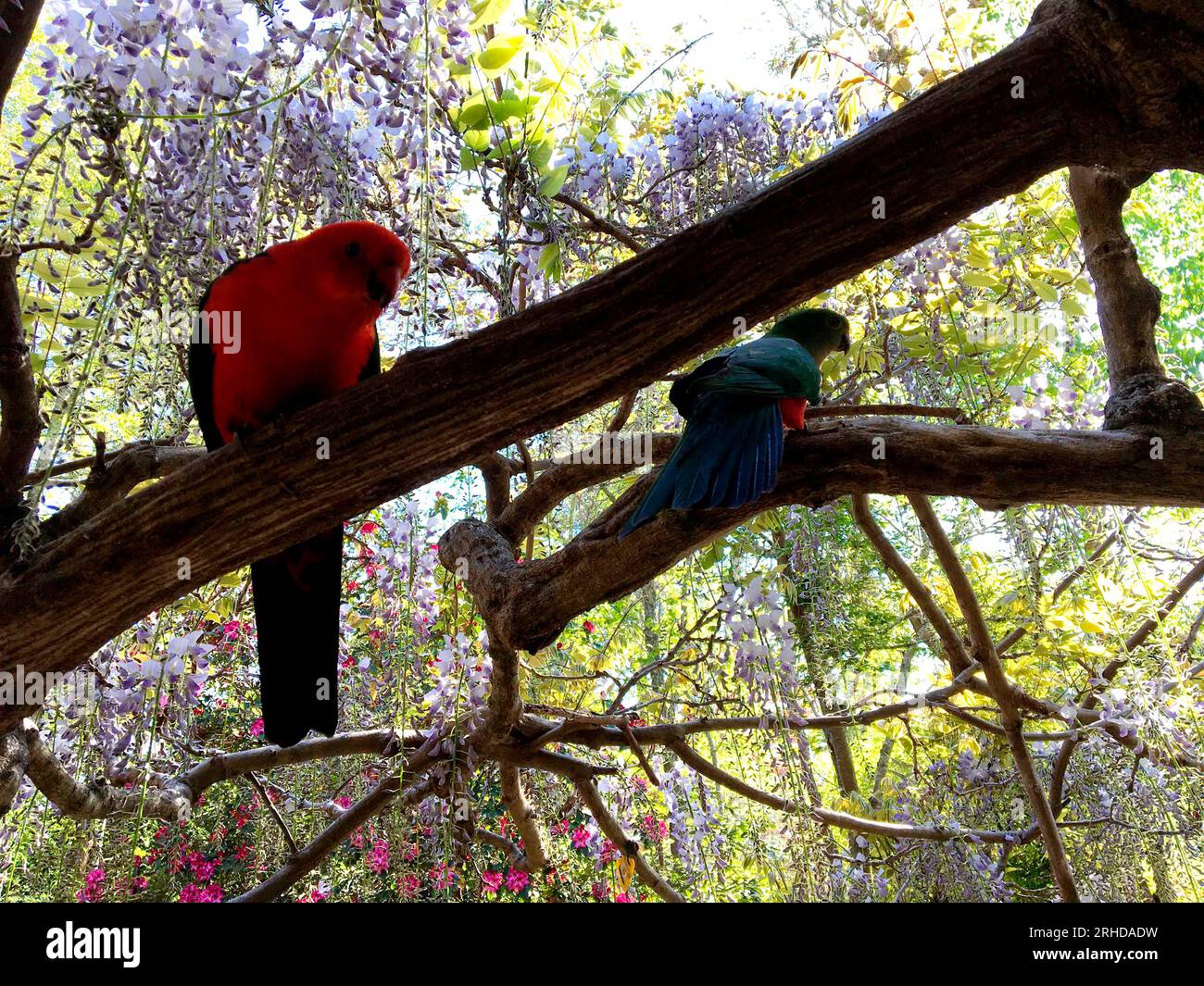 Male and female king parrots in a wisteria vine, Blue Mountains of NSW, Australia Stock Photo