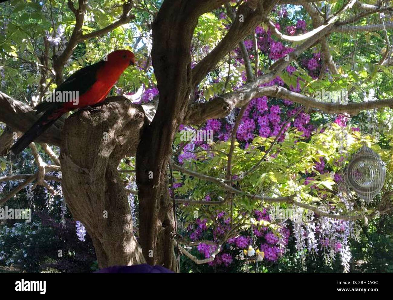 King Parrot in a garden Blue Mountains of NSW Australia Stock Photo