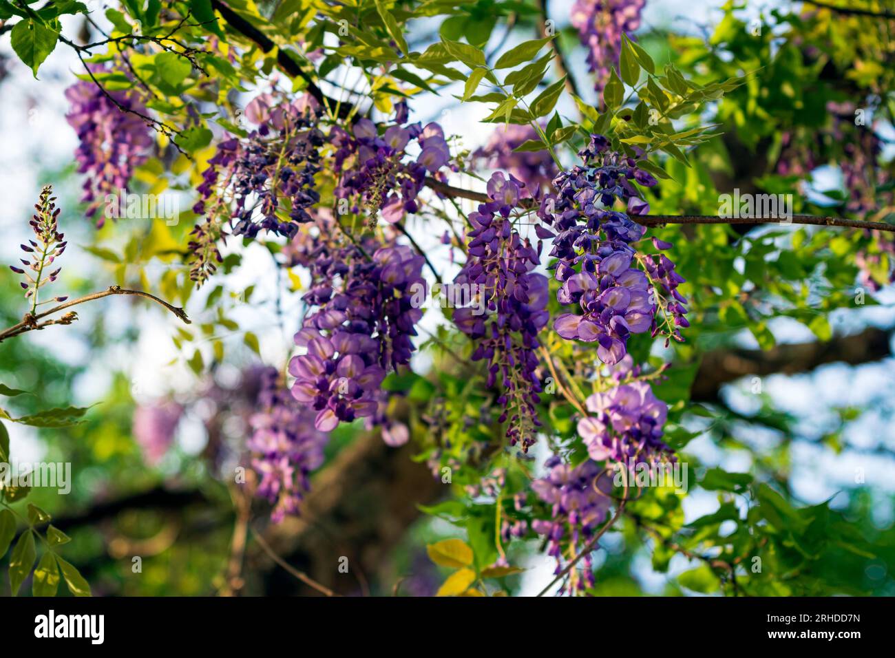 A background of climbing Wisteria (Wisteria sinensis) in full bloom in