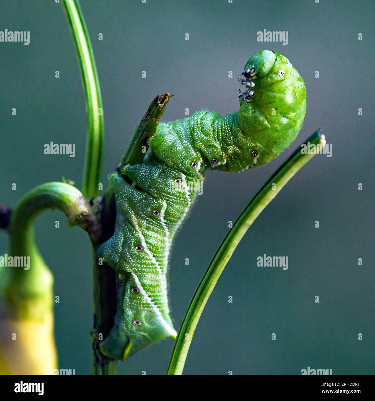 Macro photography of the tomato hornworm (Manduca quinquemaculata) with bokeh background. Stock Photo