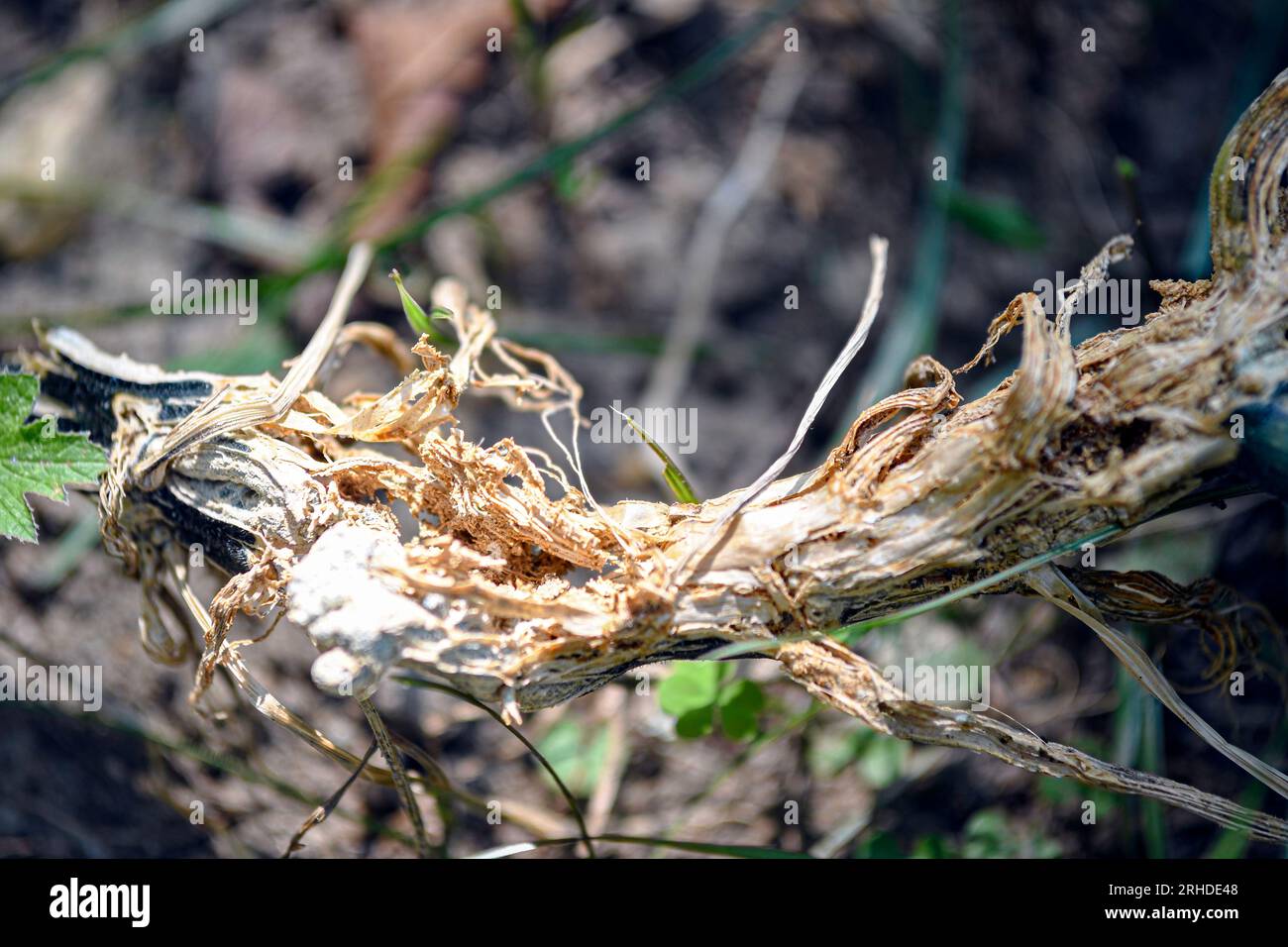 Stem damage caused by a squash vine borer on a zuchinni plant Stock