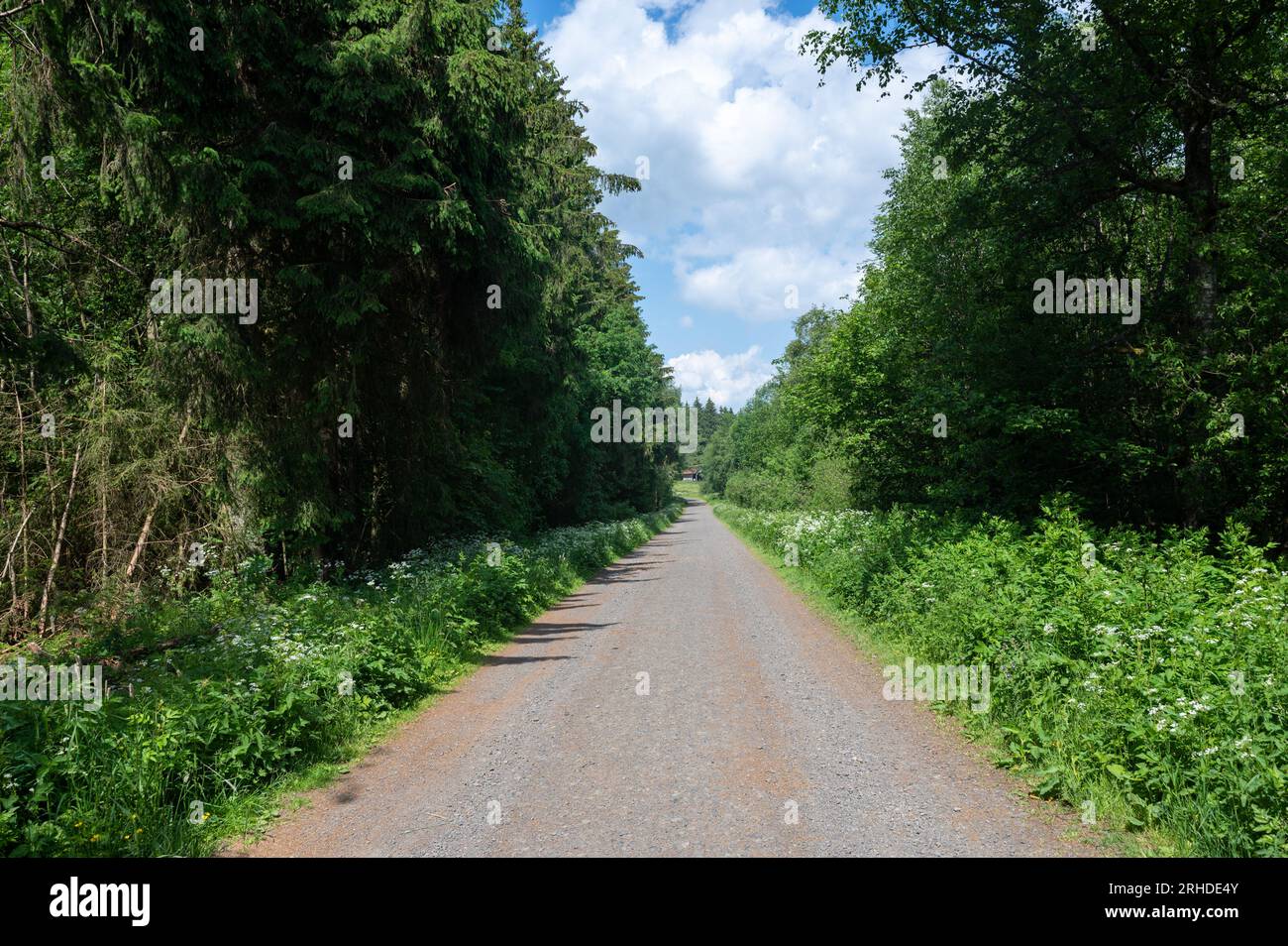 Dirt road among green trees with blue sky and white clouds Stock Photo ...