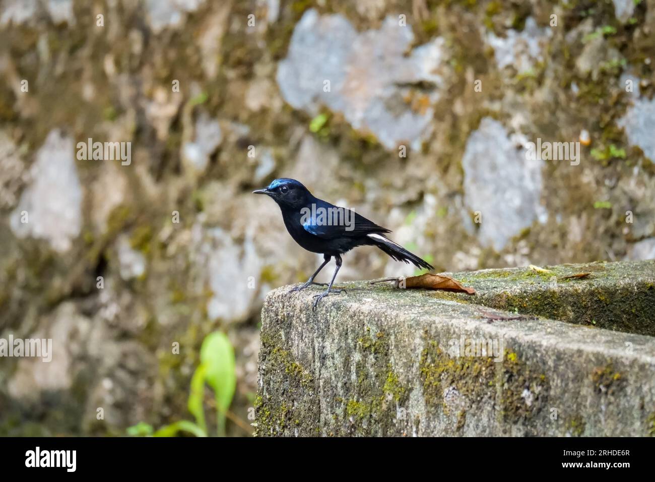 A White-tailed Robin standing on the ground in Fraser's Hill. Cute black and white bird on blurred nature background. Birdwatching, birding in Malaysi Stock Photo
