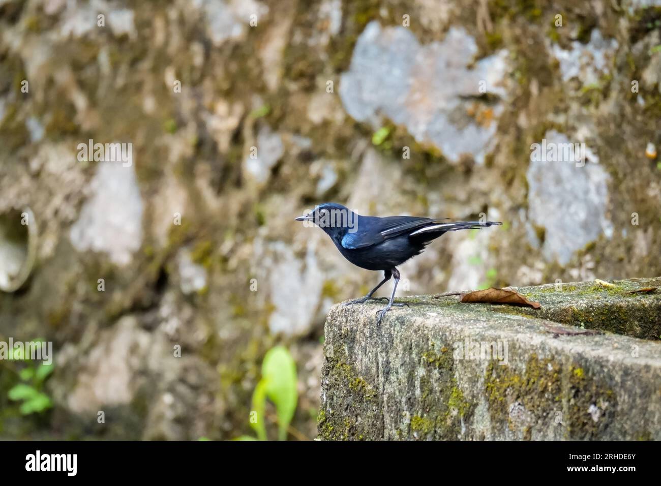 A White-tailed Robin standing on the ground in Fraser's Hill. Cute black and white bird on blurred nature background. Birdwatching, birding in Malaysi Stock Photo