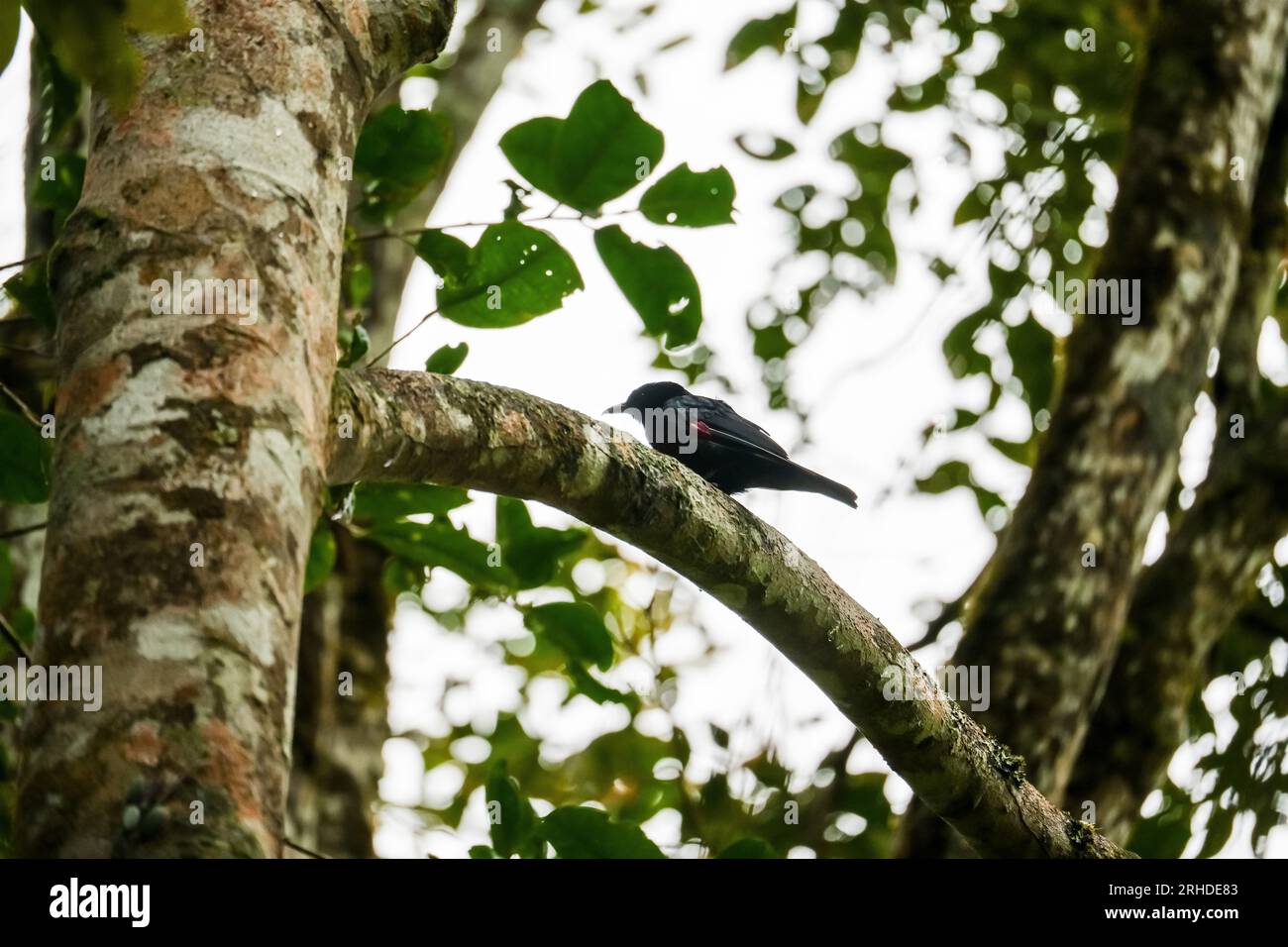 A White-tailed Robin perched on a tree branch in Fraser's Hill. Cute black bird on blurred nature background. Birdwatching, birding in Malaysia Stock Photo