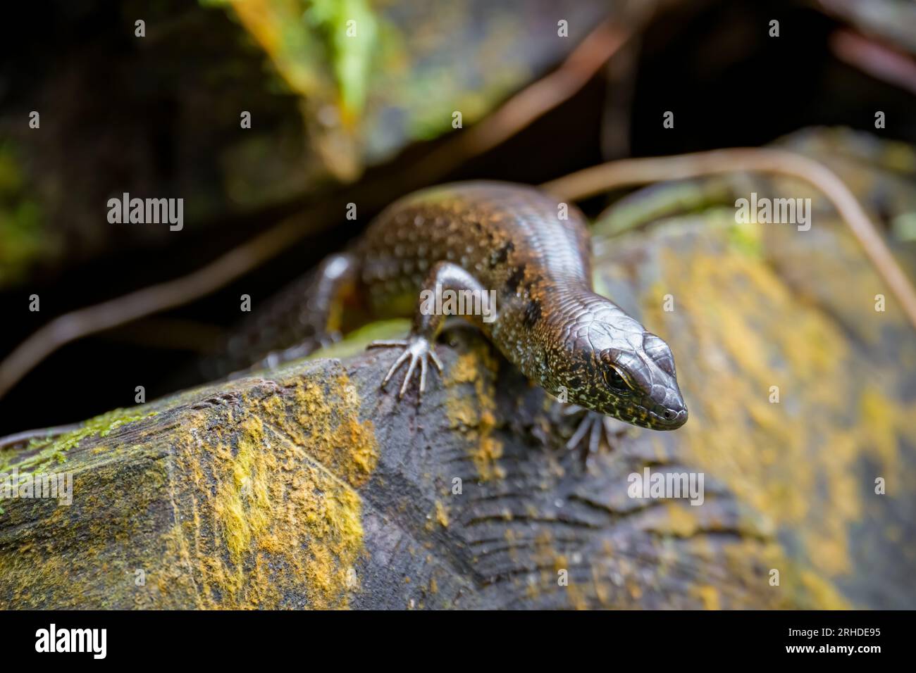 Blotched Forest Skink (Sphenomorphus praesignis) on mossy wood. Spotted lizard in Fraser's Hill forest, Malaysia. A species of lizard in the family Sc Stock Photo