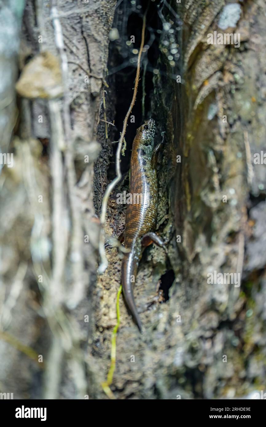 Blotched Forest Skink (Sphenomorphus praesignis) in tree hole. Spotted lizard hiding in wood at Fraser's Hill forest, Malaysia. A species of lizard in Stock Photo