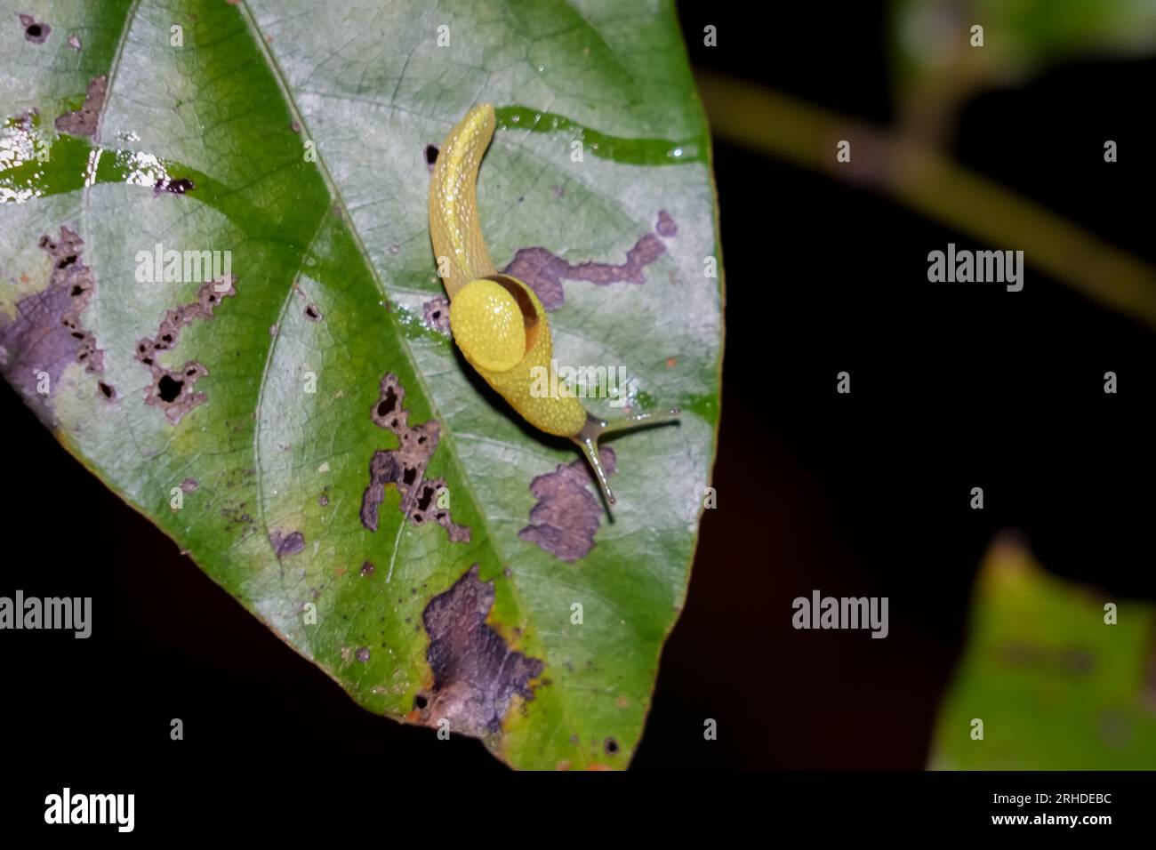 Long-tailed Semi-Slug (Ibycus rachelae) climbing on leaf. Yellow snail without shell in nature. Wildlife insect Stock Photo