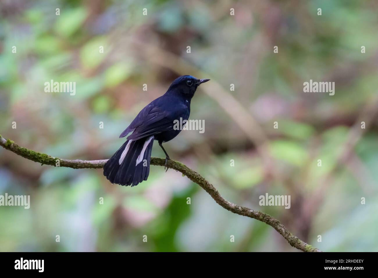 A White-tailed Robin perched on a tree branch in Fraser's Hill. Cute black and white bird on blurred nature background. Birdwatching, birding in Malay Stock Photo