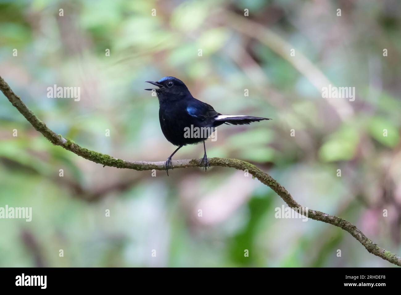 A White-tailed Robin perched on a tree branch in Fraser's Hill. Cute black and white bird on blurred nature background. Birdwatching, birding in Malay Stock Photo