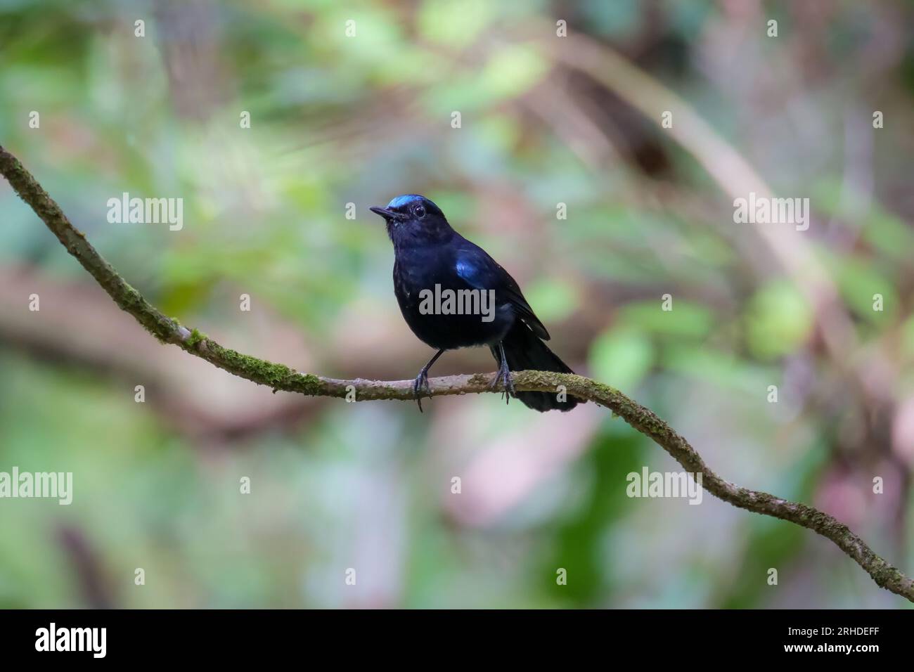 A White-tailed Robin perched on a tree branch in Fraser's Hill. Cute black and white bird on blurred nature background. Birdwatching, birding in Malay Stock Photo