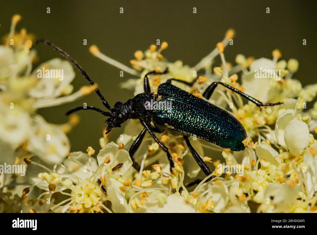 Long-horned beetle, Gaurotes virginea Stock Photo